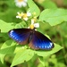 Purple Crow Butterfly - Photo (c) Zepher, all rights reserved, uploaded by Zepher