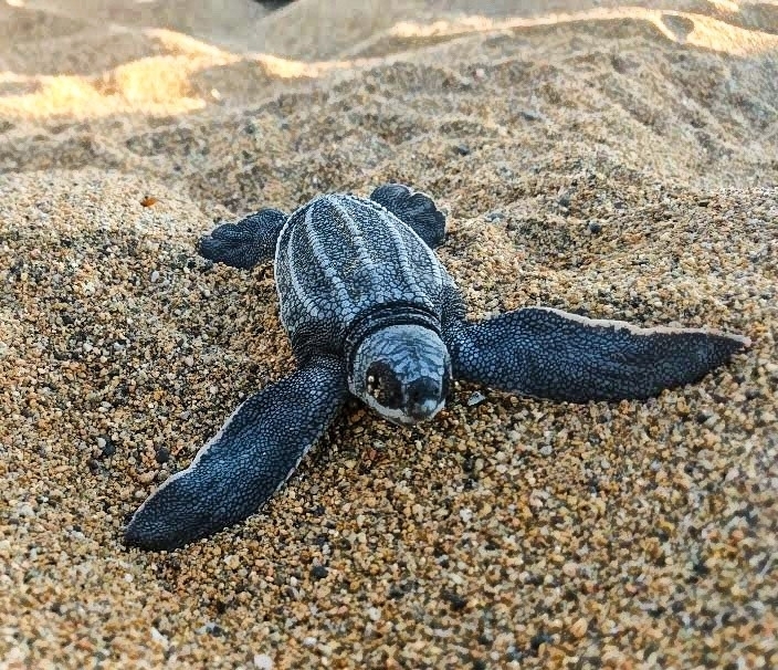 Leatherback Sea Turtle in February 2021 by Aldo Rodriguez. Cria recién ...