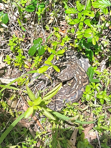 Coastal Carpet Python sighting
