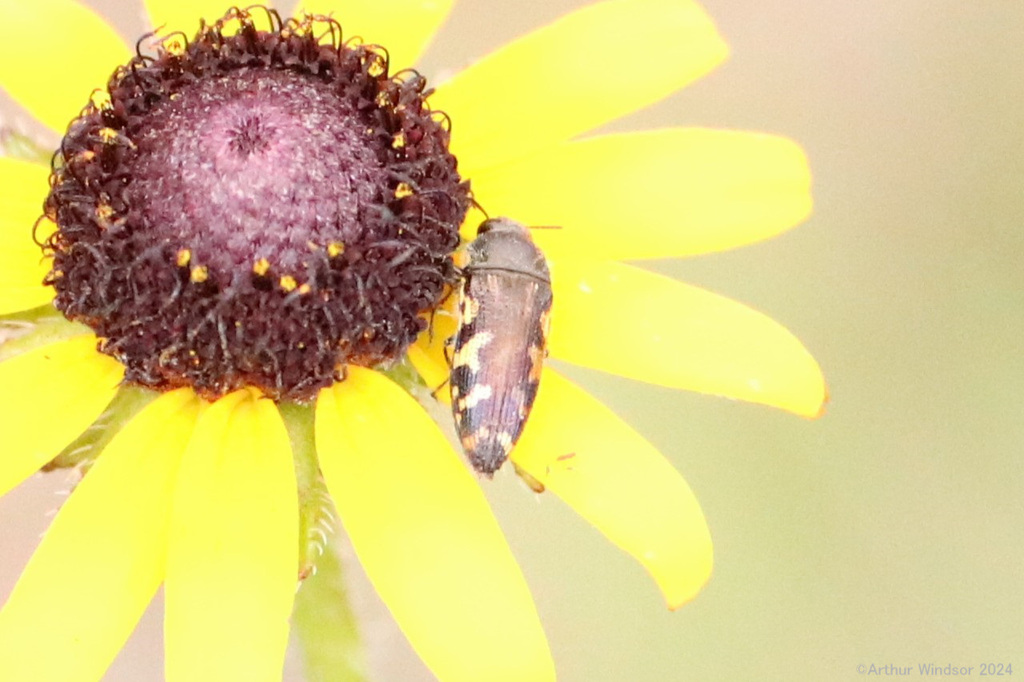 Flatheaded Baldcypress Sapwood Beetle from Loxahatchee Slough Natural