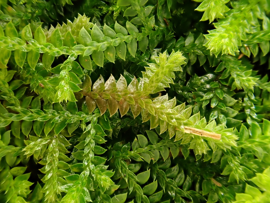 Selaginella nipponica (Selaginella nipponica)