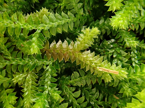 Selaginella nipponica