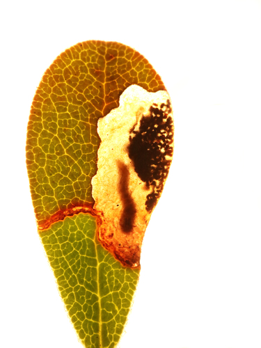 Epinotia nuotrauka