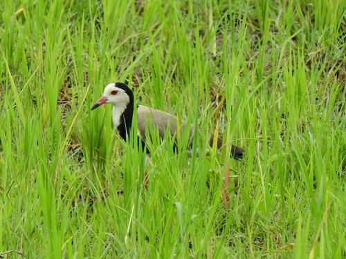 Long-toed Lapwing
