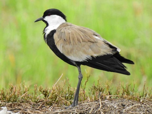 Spur-winged Lapwing