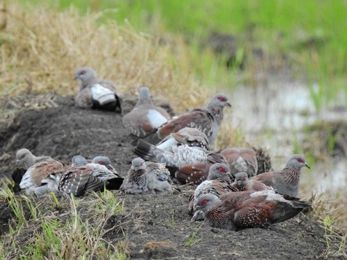 Speckled Pigeon