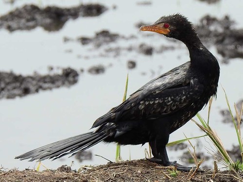 Reed Cormorant