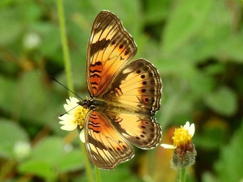 Little Pansy
