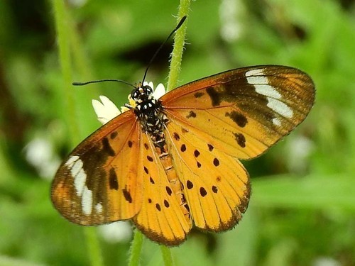 Whitebar Acraea