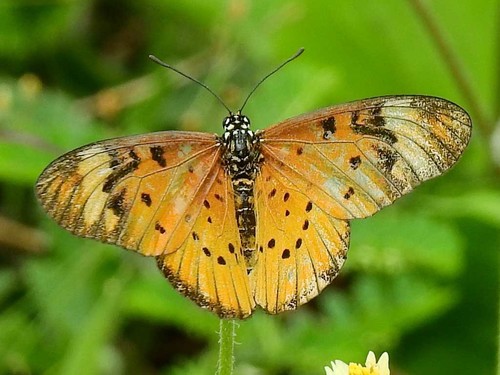 Whitebar Acraea
