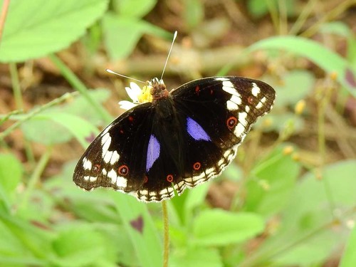 Blue-spot Pansy