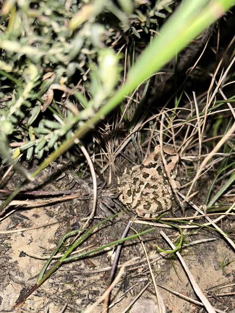 African Toads from Overstrand, Greater Hermanus, WC, ZA on September 7 ...