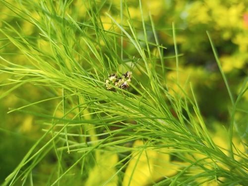 Common Spiny Flower Mantis