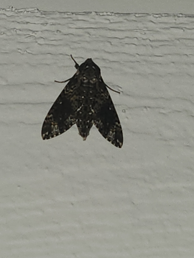 Pawpaw Sphinx from Austin Hills, Austin, TX 78759, USA on October 15 ...