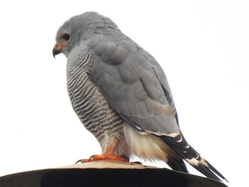 Lizard Buzzard