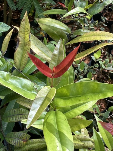 Memecylon amplexicaule