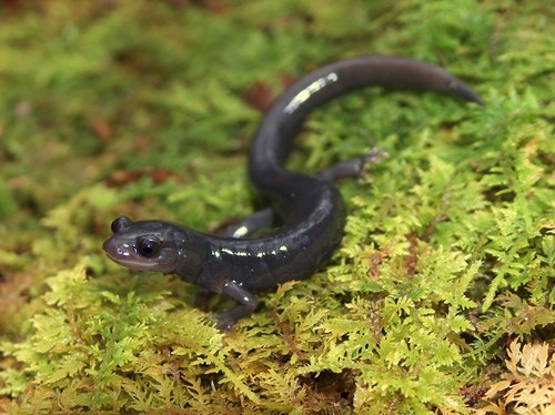 South Carolina Slimy Salamander