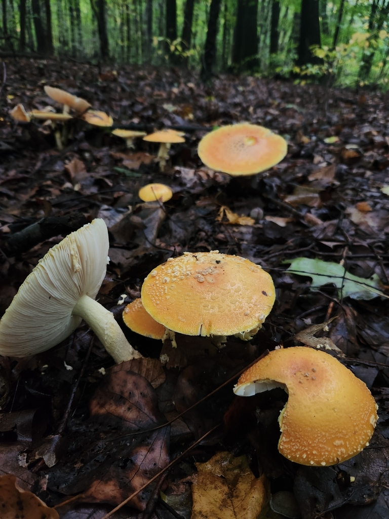 Amanita muscaria<br>19 October, 2024