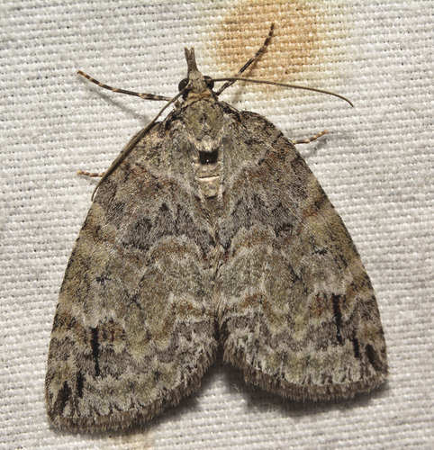 Hydriomena macdunnoughi