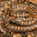 Lampropeltis triangulum - Photo (c) Benjamin Genter, όλα τα δικαιώματα διατηρούνται