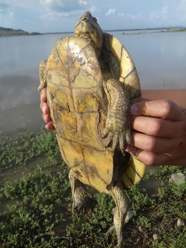 Yaqui Slider