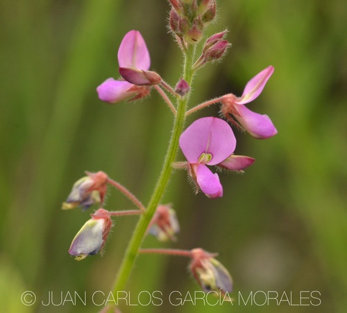 Silverleaf Desmodium