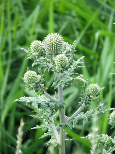 Glandular Globe-thistle