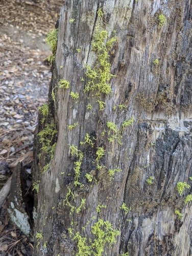 iNaturalist observation photo of wolf lichen