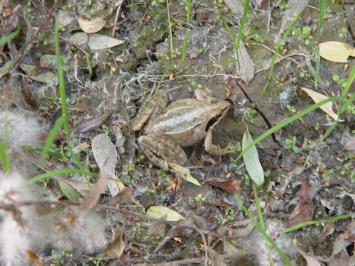 Skokan ostropyský (Rana arvalis)
