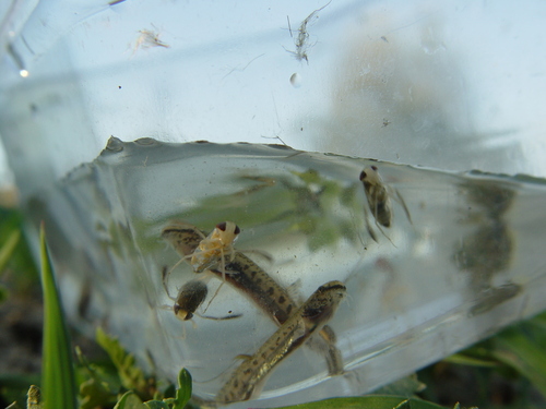 pĺž obyčajný (Cobitis elongatoides)