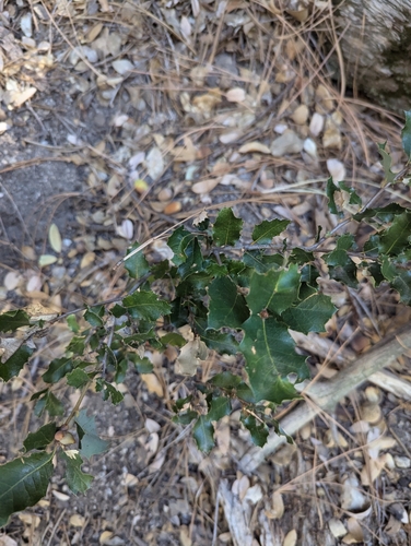 iNaturalist observation photo of canyon live oak
