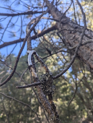 iNaturalist observation photo of Tube Lichens