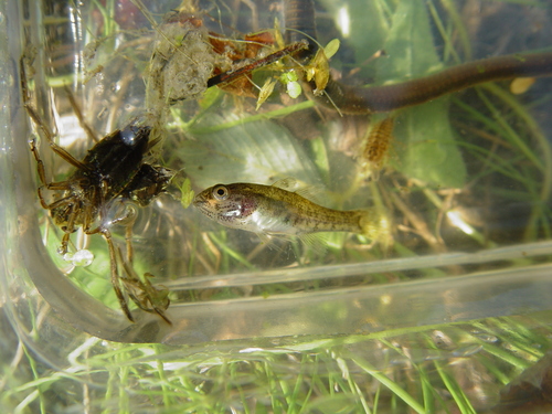 Býčkovec amurský (Perccottus glenii)