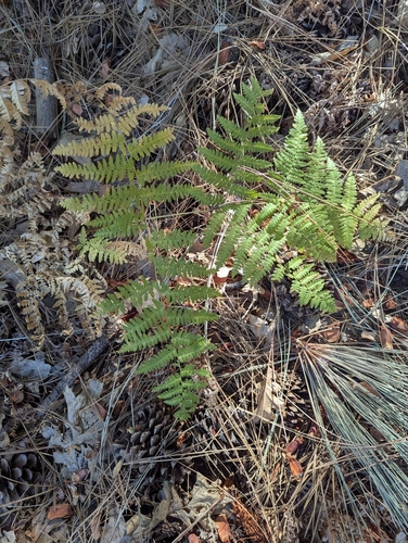 iNaturalist observation photo of Hairy brackenfern