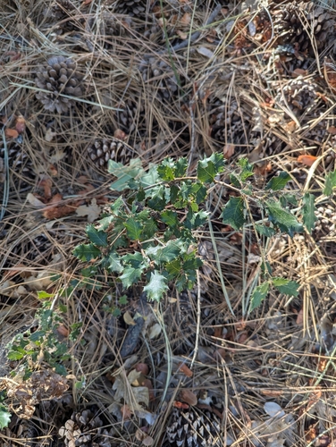iNaturalist observation photo of North America intermediate oaks