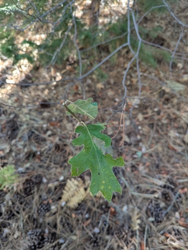 iNaturalist observation photo of California black oak