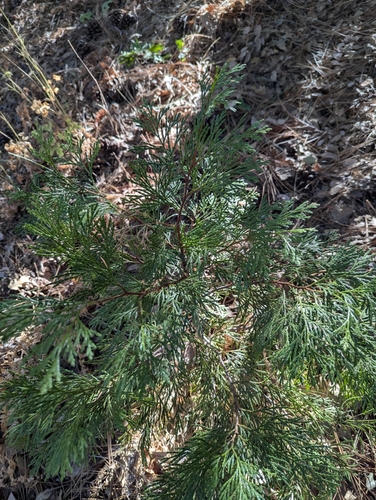 iNaturalist observation photo of California incense-cedar