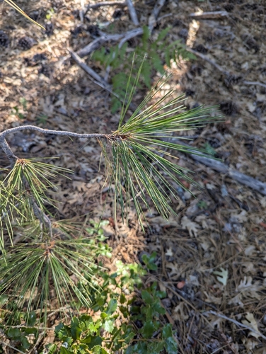 iNaturalist observation photo of Coulter pine