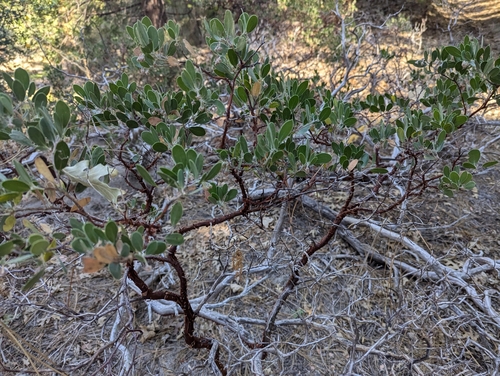 iNaturalist observation photo of pointleaf manzanita