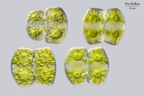Cosmarium biretum