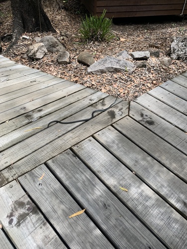 Common Tree Snake sighting