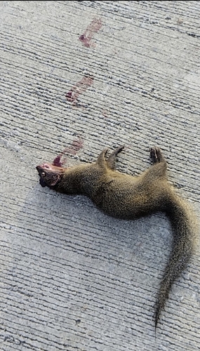 Javan Mongoose