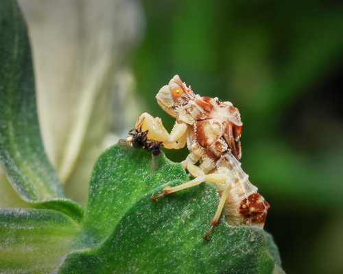 Observations by atxdca · iNaturalist
