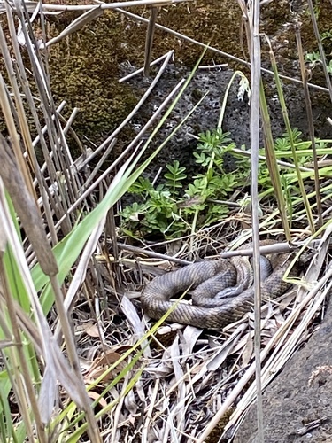 Tiger Snake sighting