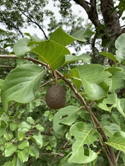 Nauclea latifolia image