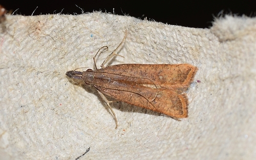 Dichomeris zonata Li & Wang, 1997