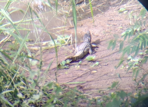 West African Crocodile