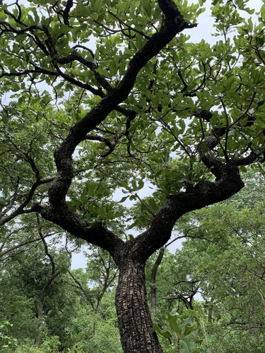 Shea Tree