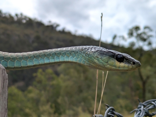 Common Tree Snake sighting