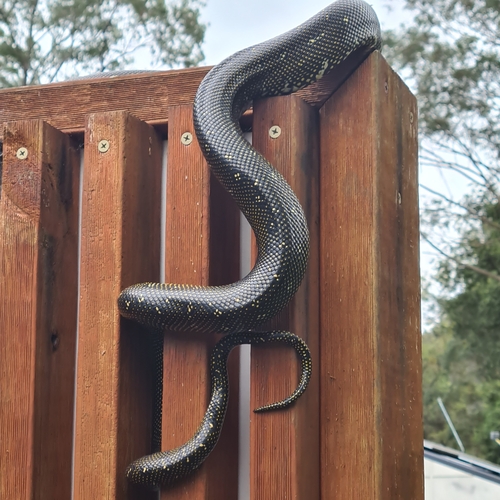 Diamond Python sighting